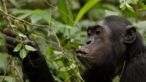 Wild Chimps Ingesting the Equivalent of One Lager Daily from Overripe Fruits, Study Reveals